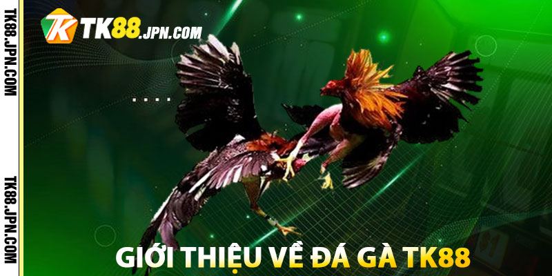 Giới thiệu về đá gà TK88
