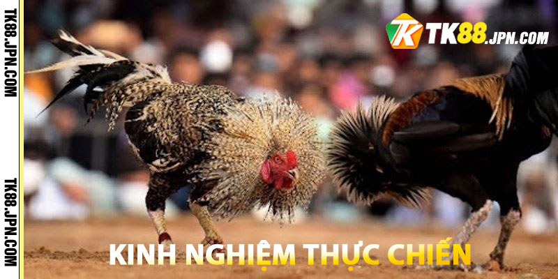 Kinh nghiệm thực chiến chơi đá gà cựa sắt dễ thắng